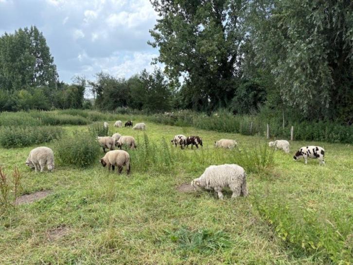 ramlammeren  te koop, Dieren en Toebehoren, Schapen, Geiten en Varkens, Schaap, Mannelijk
