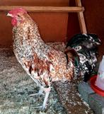 Zanghaan, Dieren en Toebehoren, Pluimvee, Mannelijk, Kip
