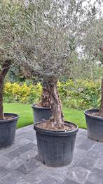 Olijfboom, Tuin en Terras, Planten | Bomen, Ophalen, In pot, Olijfboom, 250 tot 400 cm