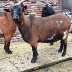 Dwerggeit  mieke, Dieren en Toebehoren, Schapen, Geiten en Varkens, Vrouwelijk, Geit, 3 tot 5 jaar