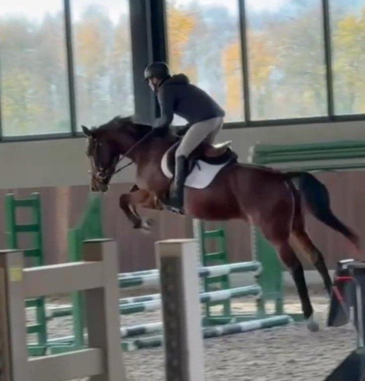Brave 3,5 jarige springmerrie, Dieren en Toebehoren, Paarden, Merrie, Zadelmak, 165 tot 170 cm, 3 tot 6 jaar, Springpaard, Met stamboom
