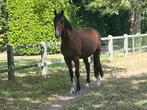 Belgisch Warmbloed Paard, Dieren en Toebehoren, Paarden, Springpaard, Gechipt, Ruin, Niet van toepassing