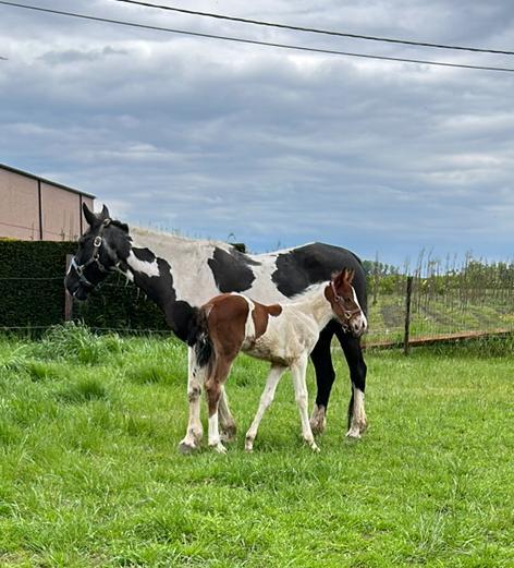 Mooi veulen met blauw oog, Dieren en Toebehoren, Paarden