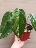 Epipremnum pinnatum albo variegata, Ophalen of Verzenden