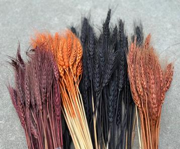 Partij droogbloemen - gedroogd graan in  4 kleuren beschikbaar voor biedingen