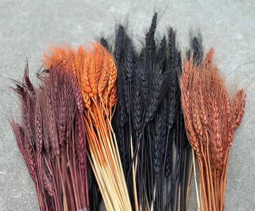 Partij droogbloemen - gedroogd graan in  4 kleuren, Huis en Inrichting, Woonaccessoires | Droogbloemen, Nieuw, Ophalen
