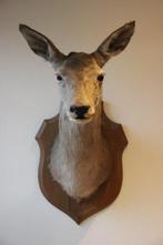 Taxidermie opgezette grote edelhert kop hinde, Verzamelen, Dierenverzamelingen, Ophalen, Gebruikt, Hert, Gewei of Kop