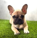 Prachtige Franse Bulldog Pup, Dieren en Toebehoren, België, Fokker | Hobbymatig, CDV (hondenziekte), 8 tot 15 weken