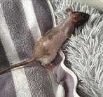 Naaktratten rittens fuzz ratjes beschrijving vrouwen, Vrouwelijk, Rat, Tam
