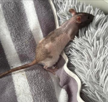 Naaktratten rittens fuzz ratjes beschrijving vrouwen beschikbaar voor biedingen