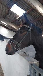 jument dressage, Animaux & Accessoires