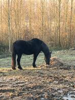 Topper! Super koets en rijpaard., Dieren en Toebehoren, Paarden, Ruin, Niet van toepassing, Tuigpaard, 11 jaar of ouder
