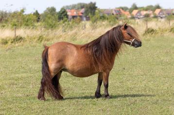 Mooie bruine mini kroon shetlander, Poney de récréation, Poney A (jusqu'à 1.17 m), Vermifugé, Ne s'applique pas