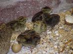 Kuikens chinese kwartel, Dieren en Toebehoren, Pluimvee