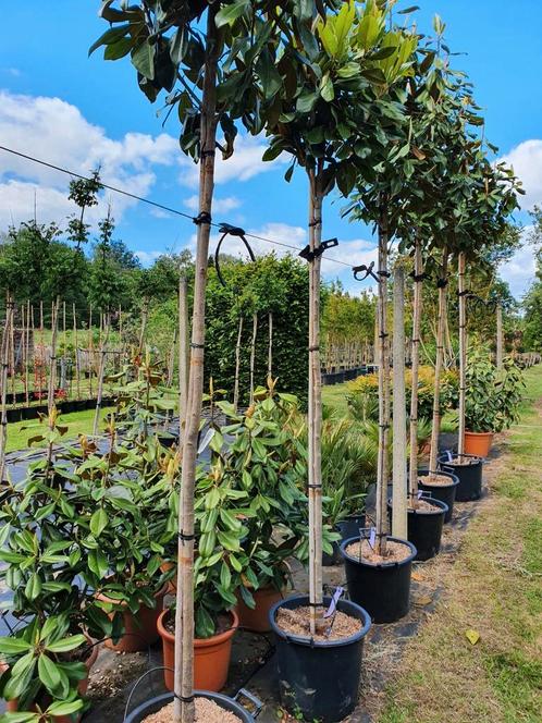 Magnolia grandiflora Goliath hoogstam / wintergroen ‼, Jardin & Terrasse, Plantes | Arbres, Arbre à bulbes, 400 cm ou plus, Plein soleil