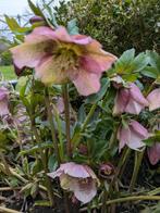 Helleborus niger, Tuin en Terras, Ophalen