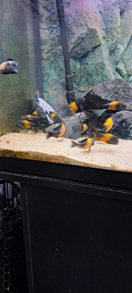 Tropheus Black Bemba Tanganyika, Dieren en Toebehoren, Vissen | Aquariumvissen, Zoetwatervis, Vis, Schoolvis