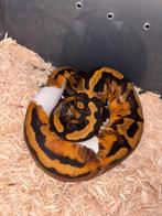Python piedbald orange dream, Dieren en Toebehoren, Reptielen en Amfibieën | Toebehoren, Ophalen