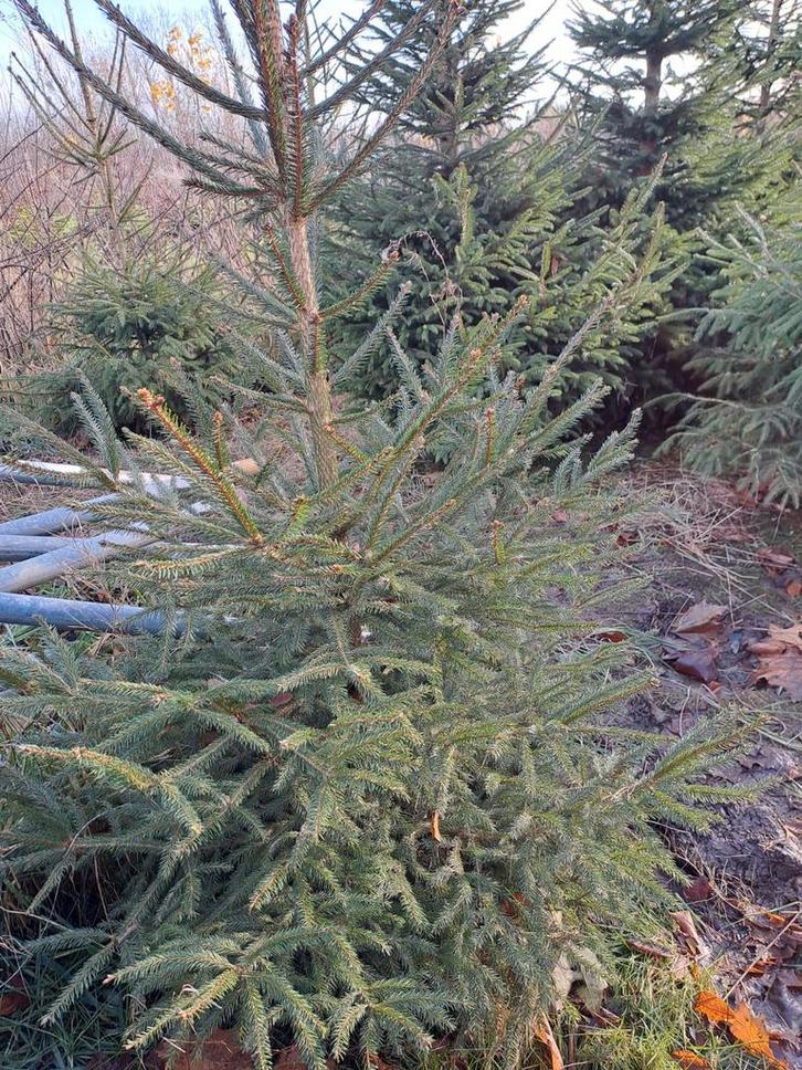 Kerstbomen, Jardin & Terrasse, Plantes | Arbres, Enlèvement