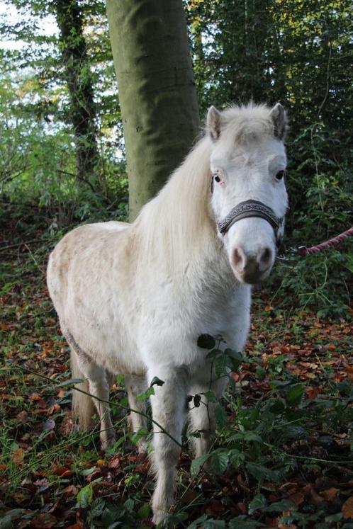 kindvriendelijke bereden shetlandpony ruin, Dieren en Toebehoren, Pony's, Ruin, Zadelmak, A pony (tot 1.17m), Recreatiepony, 11 jaar of ouder