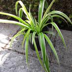 gras lelies, Enlèvement, En pot