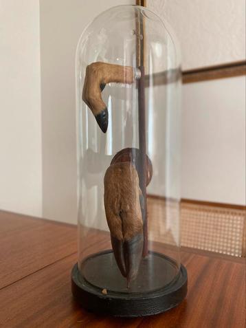 2 Taxidermie poten  beschikbaar voor biedingen