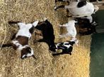 Dwerggeitjes, Dieren en Toebehoren, Schapen, Geiten en Varkens