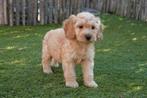 Prachtige cockapoo pups (abrikoos/rood), België, Overige rassen, CDV (hondenziekte), 8 tot 15 weken