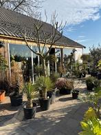 Plantenkwekerij ‘t Groene Land  te Zeeuws-Vlaanderen, Tuin en Terras, Ophalen, Siergrassen