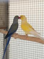 Halsbandparkieten, Dieren en Toebehoren