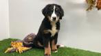 Berner Sennen pups, Dieren en Toebehoren, België, CDV (hondenziekte), Meerdere, Meerdere dieren