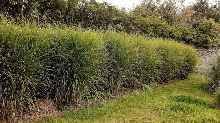 Prachtriet, Tuin en Terras, Planten | Tuinplanten, Vaste plant, Siergrassen, Herfst, Ophalen