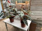 Begonia kamerplant, Huis en Inrichting, Kamerplanten, Ophalen of Verzenden