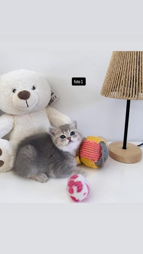 Britse Korthaar Kittens, Dieren en Toebehoren, Katten en Kittens | Raskatten | Korthaar, Poes, 0 tot 2 jaar, Gechipt, Ontwormd