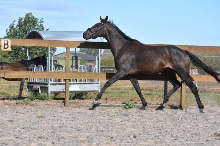 Correcte, jonge, veelbelovende ruin, Dieren en Toebehoren, Paarden, Ruin, Niet van toepassing, 160 tot 165 cm, 3 tot 6 jaar, Recreatiepaard
