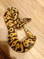 Pastel yellow belly het clown vrouwtje, Dieren en Toebehoren