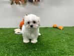 Nestjes Maltezer pups - kleine taille, België, Maltezer, Reu, CDV (hondenziekte)