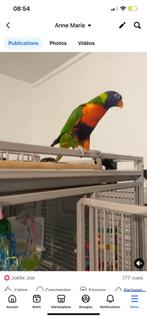 Lorikeetbalk met accessoirekooi, Dieren en Toebehoren, Mannelijk, Papegaai, Pratend