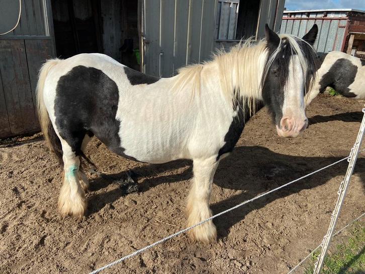Tinker merrie, Dieren en Toebehoren, Paarden, Merrie, Zadelmak, Minder dan 160 cm, 11 jaar of ouder, Recreatiepaard, Gechipt