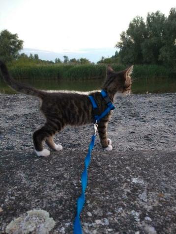 Wandeltuigje kitten/kat # kleurtjes +2 speeltjes  beschikbaar voor biedingen