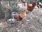 Wyandotte kriel haan, Dieren en Toebehoren, Mannelijk, Kip