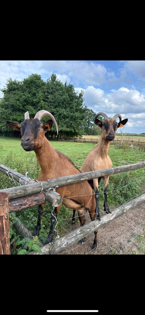 Tijdelijke opvang gezocht 4 geitjes (tegen betaling), Dieren en Toebehoren, Schapen, Geiten en Varkens, Geit, Vrouwelijk, 3 tot 5 jaar