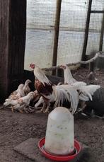 Langstaart hoenders hanen en hennen, Meerdere dieren, Kip