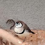 Bichenow astrilde, Dieren en Toebehoren, Vogels | Overige Vogels, Geslacht onbekend