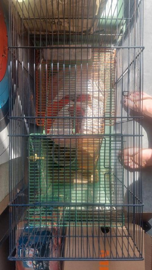 Cage à gerbille, cage à hamster avec bouteilles d'eau et acc, Animaux & Accessoires, Oiseaux | Cages & Volières, Utilisé, Enlèvement