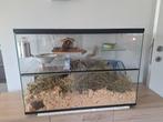Gratis2 Gerbils met terrarium, Dieren en Toebehoren, Ophalen