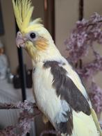 Super lieve valkparkietjes, Dieren en Toebehoren, Vogels | Parkieten en Papegaaien, Tam