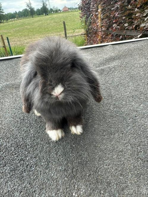 Hangoor dwergkonijn minilop, Dieren en Toebehoren, Konijnen, Dwerg, Mannelijk, 0 tot 2 jaar, Hangoor