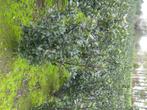 Ilex Blue Prince ( hulst ), Jardin & Terrasse, Plantes | Arbustes & Haies, Enlèvement, Houx