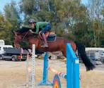 Te koop: veelbelovend jong springpaard, Dieren en Toebehoren, Paarden, Springpaard, Hengst, 3 tot 6 jaar, L